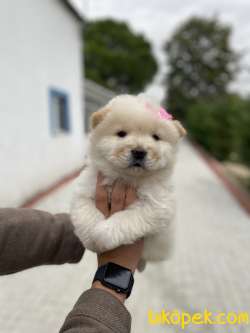 MÜKEMMEL GÜZELLİKTE CHOW CHOW YAVRULARIMIZ 3
