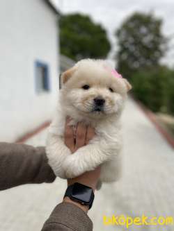 MÜKEMMEL GÜZELLİKTE CHOW CHOW YAVRULARIMIZ 2