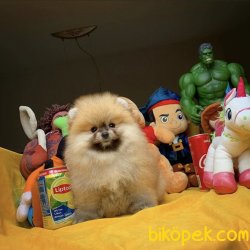 Mükemmel Güzellikte Orjinal Safkan Pomeranian Boo Yavruları 3