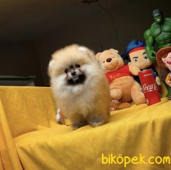 Mükemmel Güzellikte Orjinal Safkan Pomeranian Boo Yavruları 4