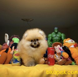 Mükemmel Güzellikte Orjinal Safkan Pomeranian Boo Yavruları 1