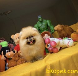 Mükemmel Güzellikte Orjinal Safkan Pomeranian Boo Yavruları 2