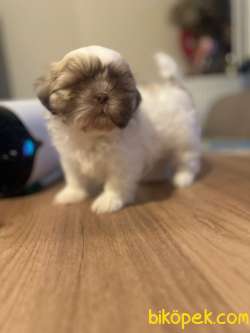 MÜKEMMEL GÜZELLİKTE SHI TZU YAVRULARIMIZ 3