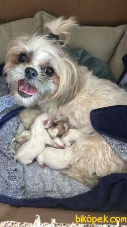 MÜKEMMEL GÜZELLİKTE SHI TZU YAVRULARIMIZ 5