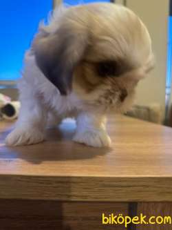 MÜKEMMEL GÜZELLİKTE SHI TZU YAVRULARIMIZ 4