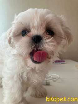 FULL BEYAZ  SHI TZU YAVRU 4