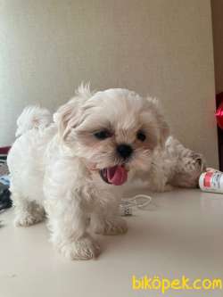 FULL BEYAZ  SHI TZU YAVRU