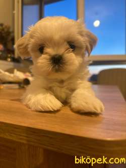 MÜKEMMEL GÜZELLİKTE SHI TZU YAVRULARIMIZ