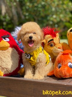 MÜKEMMEL GÜZELLİKTE TOY POODLE YAVRULARIMIZ 2