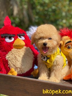 MÜKEMMEL GÜZELLİKTE TOY POODLE YAVRULARIMIZ 1