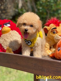MÜKEMMEL GÜZELLİKTE TOY POODLE YAVRULARIMIZ 3