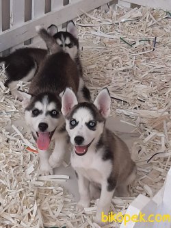 Mükemmel Husky Yavruları 3