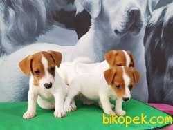 MUKEMMEL JACK RESSUL TERRIER YAVRULARIMIZ ÇİFTLİKTEN 2