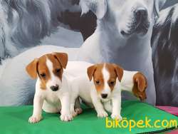 MUKEMMEL JACK RESSUL TERRIER YAVRULARIMIZ ÇİFTLİKTEN 4