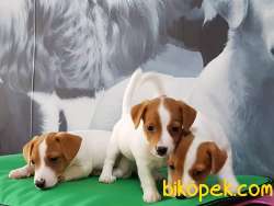 MUKEMMEL JACK RESSUL TERRIER YAVRULARIMIZ ÇİFTLİKTEN 3