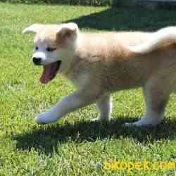 Mukemmel Japon Akita 4
