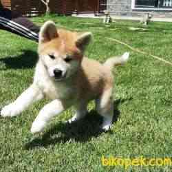 Mukemmel Japon Akita 2