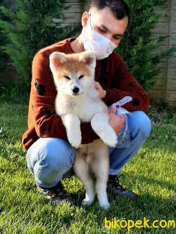 Mukemmel Japon Akita İnu Yavrularimiz ( Hachiko ) 1