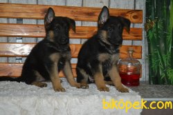 MÜKEMMEL KALİTE ALMAN ÇOBAN KÖPEĞİ YAVRULARIMIZ 2
