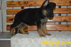 MÜKEMMEL KALİTE ALMAN ÇOBAN KÖPEĞİ YAVRULARIMIZ 1