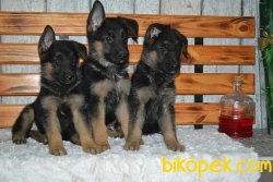 MÜKEMMEL KALİTE ALMAN ÇOBAN KÖPEĞİ YAVRULARIMIZ 3