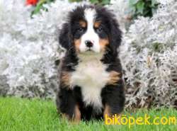 MÜKEMMEL KALİTE BERNESE MOUNTAİN DOĞ YAVRUMUZ 2