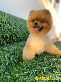 MÜKEMMEL KALİTE BOO POMERANİAN 3