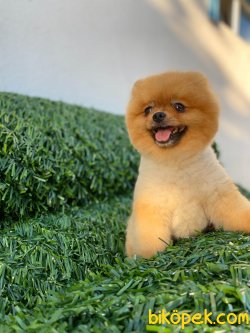 MÜKEMMEL KALİTE BOO POMERANİAN 2