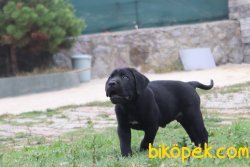 Mükemmel Kalite Canecorso Yavruları 3