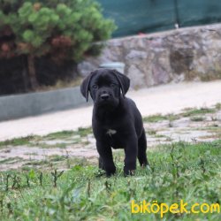 Mükemmel Kalite Canecorso Yavruları 1