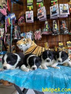 Mükemmel Kalite De Border Collie Yavrularımız