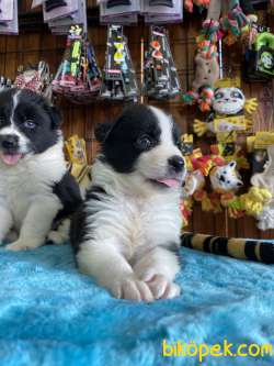 Mükemmel Kalite De Border Collie Yavrularımız 5