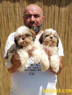 MÜKEMMEL KALİTE DE SHİH TZU YAVRULAR 4