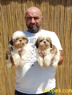 MÜKEMMEL KALİTE DE SHİH TZU YAVRULAR 5