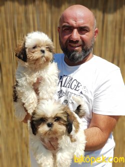MÜKEMMEL KALİTE DE SHİH TZU YAVRULAR 1