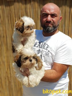 MÜKEMMEL KALİTE DE SHİH TZU YAVRULAR 3
