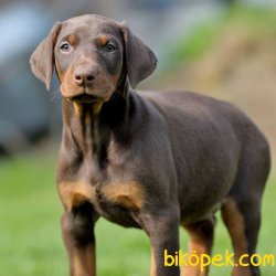 MÜKEMMEL KALİTE DOBERMAN YAVRULAR 1