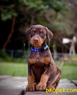 MÜKEMMEL KALİTE DOBERMAN YAVRULAR 3