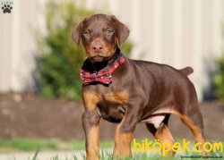 MÜKEMMEL KALİTE DOBERMAN YAVRULAR 2