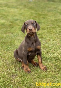 MÜKEMMEL KALİTE DOBERMAN YAVRULAR 1
