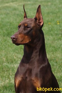 MÜKEMMEL KALİTE DOBERMAN YAVRULAR 2