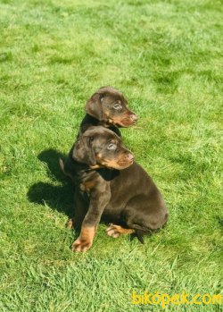 MÜKEMMEL KALİTE DOBERMAN YAVRULAR 3