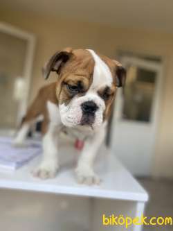 MÜKEMMEL KALİTE ENGLISH BULLDOG YAVRUMUZ 3