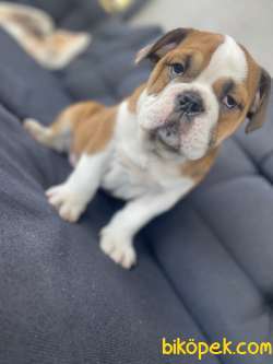 MÜKEMMEL KALİTE ENGLISH BULLDOG YAVRUMUZ 2
