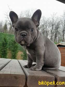 MÜKEMMEL KALİTE Frenc Buldog Blue Marley 3
