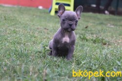 Mükemmel Kalite French Bulldog 2