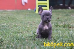 Mükemmel Kalite French Bulldog 1