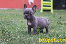 Mükemmel Kalite French Bulldog 3