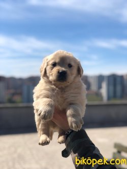 MÜKEMMEL KALİTE GOLDEN RETRİEVER 4