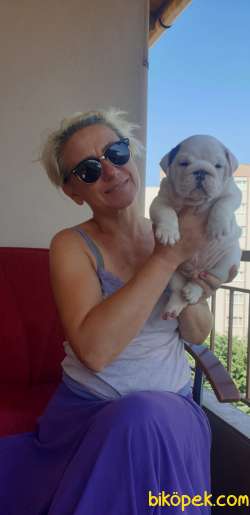 Mükemmel Kalite İngiliz Bulldog Yavrular 1